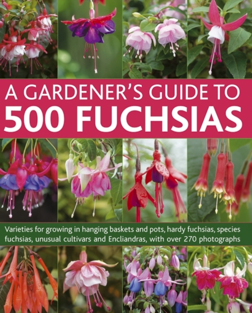 Gardener's Guide to 500 Fuchsias, Paperback / softback Book