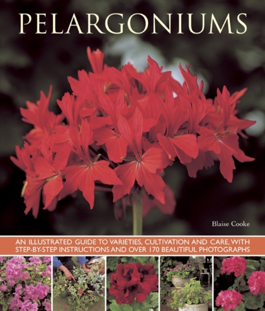 Pelargoniums, Paperback / softback Book