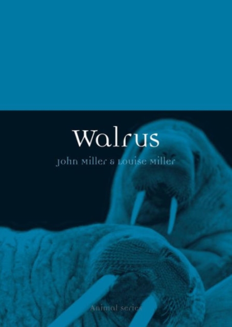 Walrus, Paperback / softback Book
