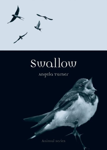 Swallow, Paperback / softback Book