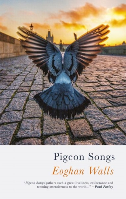 Pigeon Songs, Paperback / softback Book