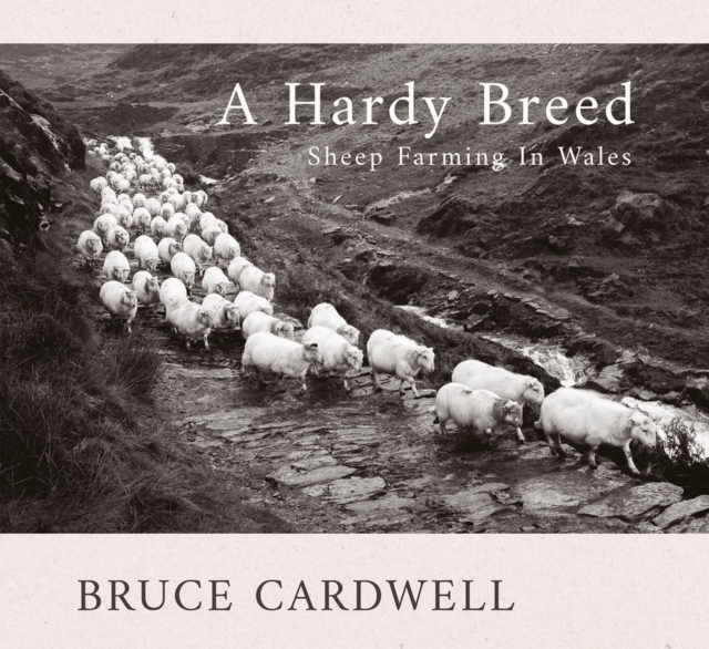 A Hardy Breed, Paperback / softback Book