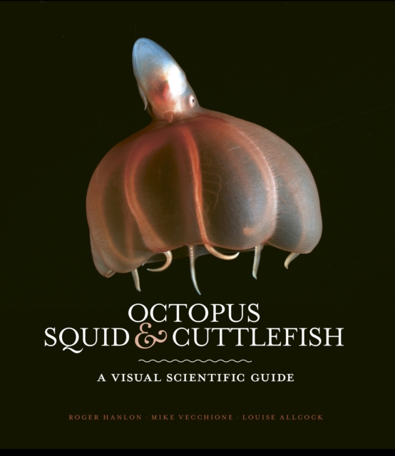 Octopus, Squid & Cuttlefish : The worldwide illustrated guide to cephalopods, Hardback Book