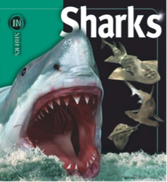 Insiders - Sharks, Paperback / softback Book