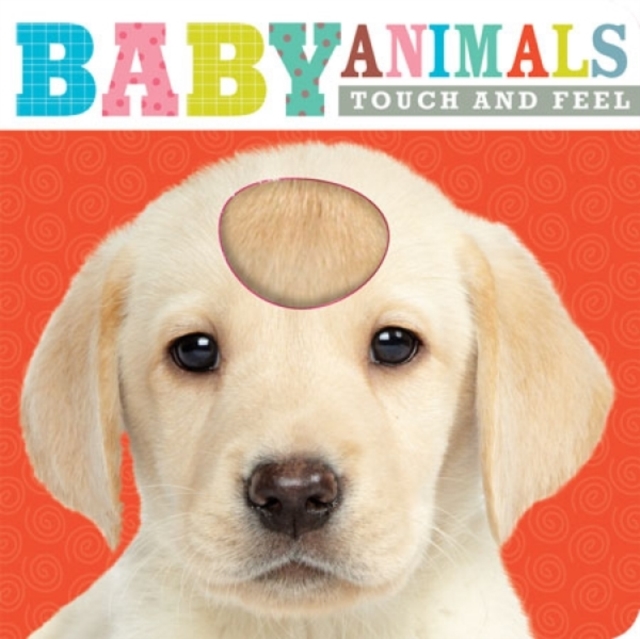 Baby Animals : Touch and Feel, Board book Book