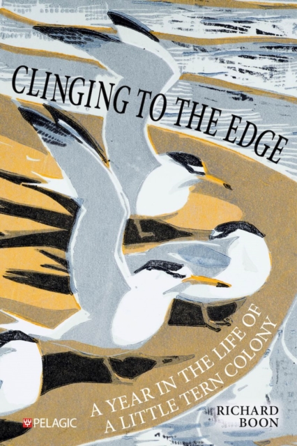Clinging to the Edge : A Year in the Life of a Little Tern Colony, Paperback / softback Book