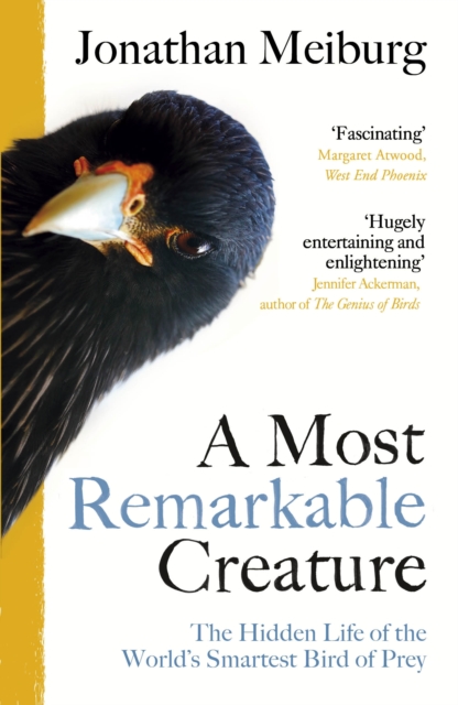 A Most Remarkable Creature : The Hidden Life of the World’s Smartest Bird of Prey, Paperback / softback Book