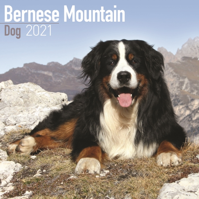 Bernese Mountain Dog 2021 Wall Calendar, Calendar Book