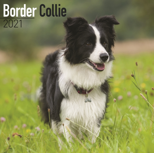 Border Collie 2021 Wall Calendar, Calendar Book