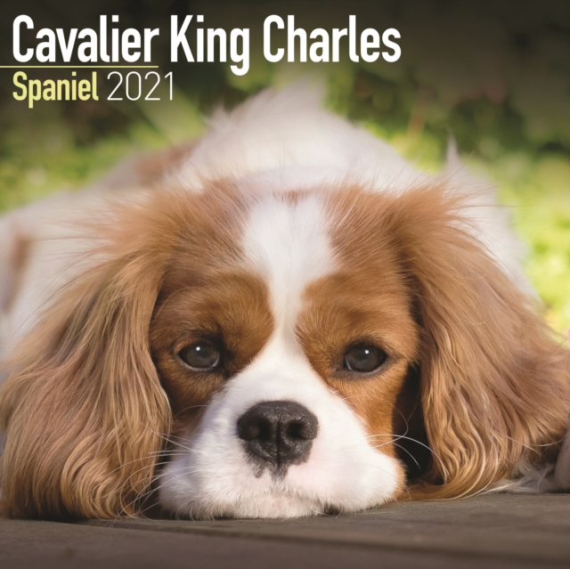 Cavalier King Charles Spaniel 2021 Wall Calendar, Calendar Book