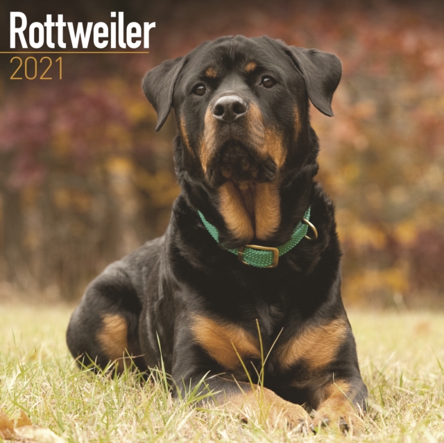 Rottweiler 2021 Wall Calendar, Calendar Book