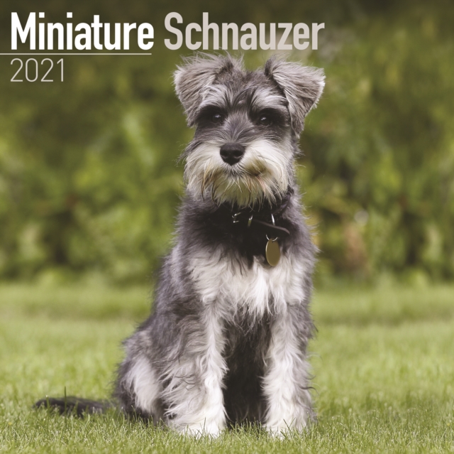 Miniature Schnauzer 2021 Wall Calendar, Calendar Book