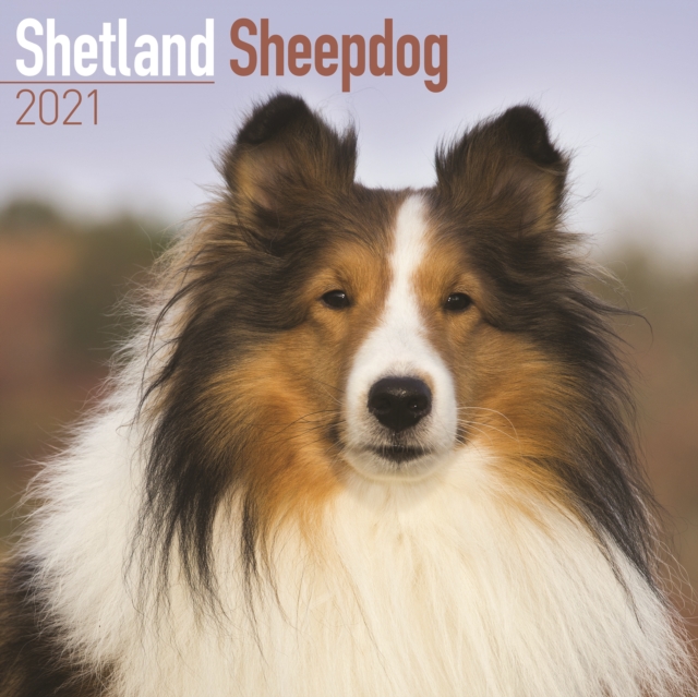 Shetland Sheepdog 2021 Wall Calendar, Calendar Book