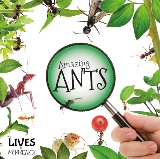 Amazing Ants, Hardback Book
