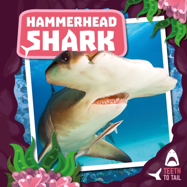 Hammerhead Shark : Teeth to Tail, Hardback Book