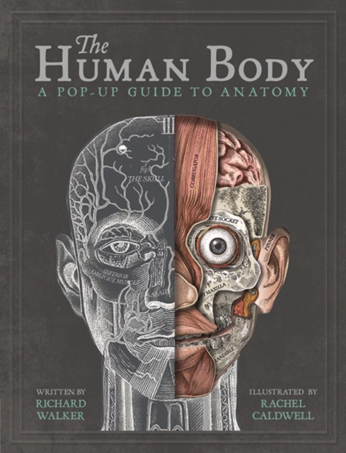 The Human Body : A Pop-Up Guide to Anatomy, Hardback Book