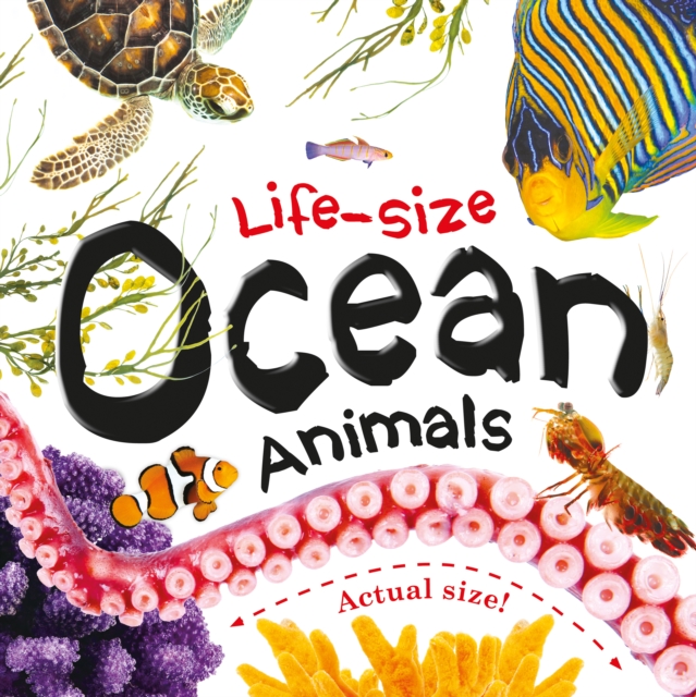Life-size: Ocean Animals, Board book Book