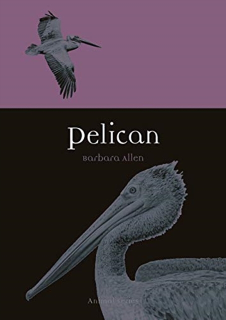 Pelican, Paperback / softback Book