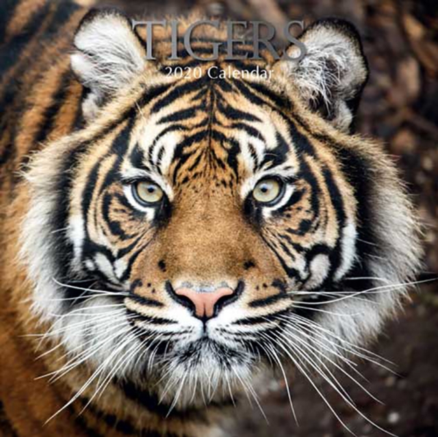 Tigers : 2020 Square Wall Calendar, Calendar Book