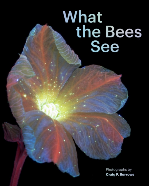 What the Bees See, Hardback Book