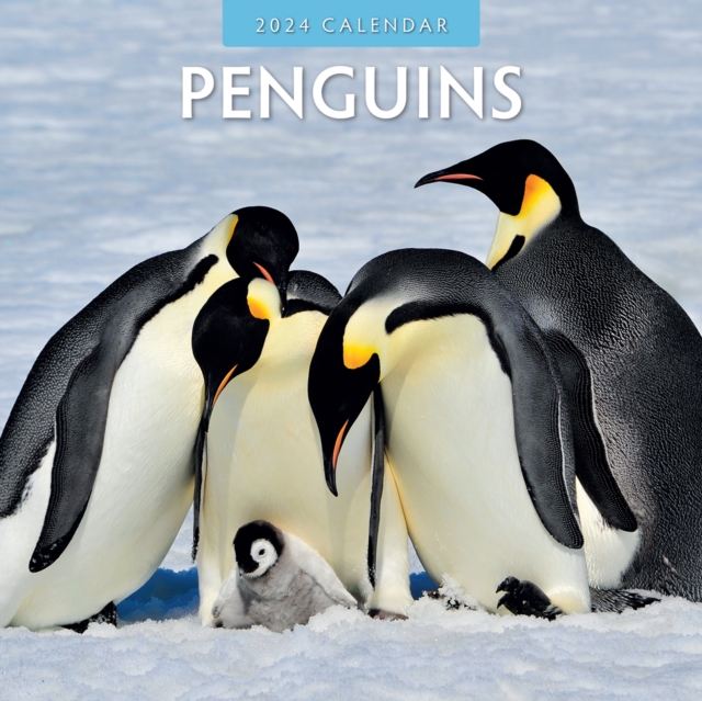 Penguins 2024 Square Wall Calendar: Red Robin Publishing Ltd.:  9781804421383: hive.co.uk
