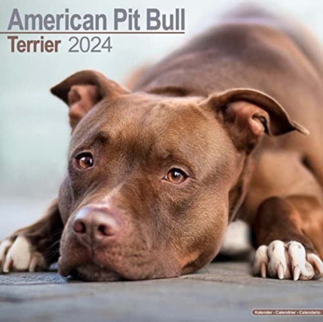 American Pit Bull Terrier Calendar 2024  Square Dog Breed Wall Calendar - 16 Month, Calendar Book