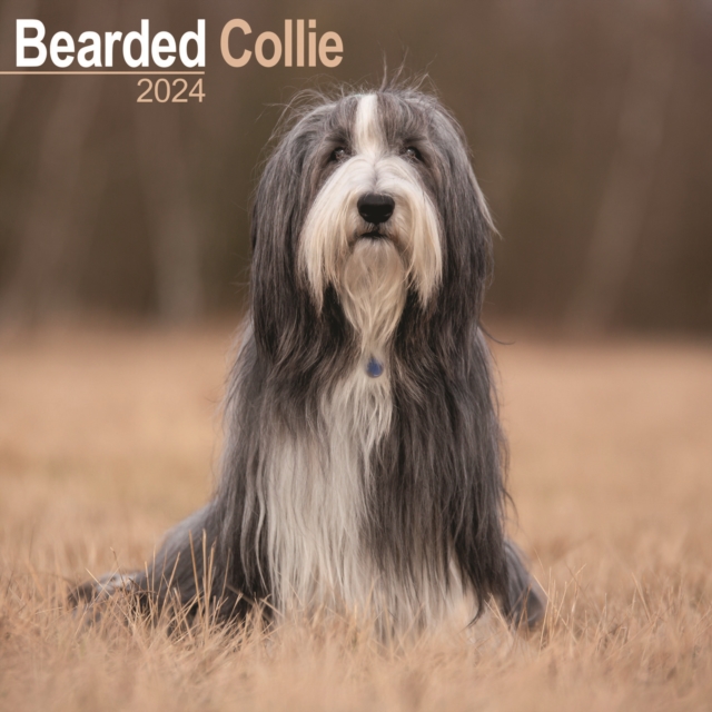 Bearded Collie Calendar 2024  Square Dog Breed Wall Calendar - 16 Month, Calendar Book
