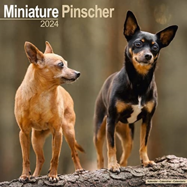 Miniature Pinscher Calendar 2024  Square Dog Breed Wall Calendar - 16 Month, Calendar Book