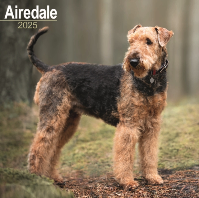 Airedale Calendar 2025 Square Dog Breed Wall Calendar - 16 Month, Calendar Book