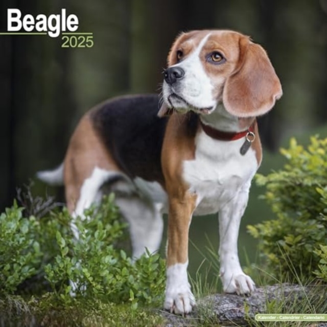 Beagle Calendar 2025 Square Dog Breed Wall Calendar - 16 Month, Calendar Book