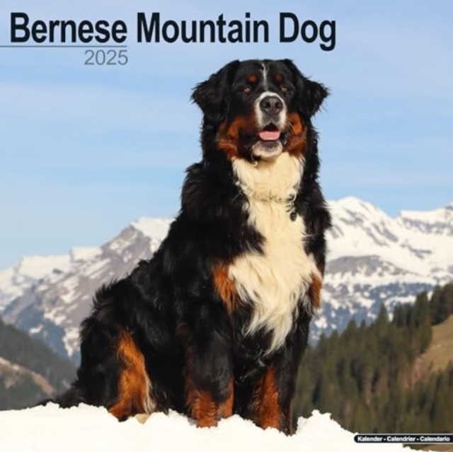 Bernese Mountain Dog Calendar 2025 Square Dog Breed Wall Calendar - 16 Month, Calendar Book