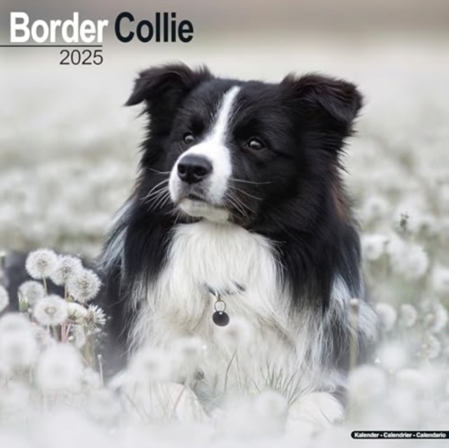 Border Collie Calendar 2025 Square Dog Breed Wall Calendar - 16 Month, Calendar Book