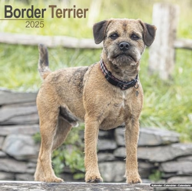 Border Terrier Calendar 2025 Square Dog Breed Wall Calendar - 16 Month, Calendar Book