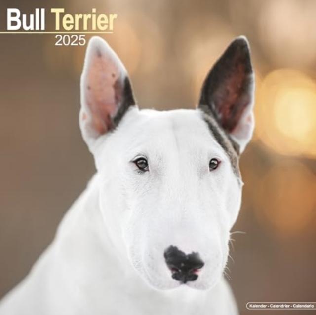 Bull Terrier Calendar 2025 Square Dog Breed Wall Calendar - 16 Month, Calendar Book