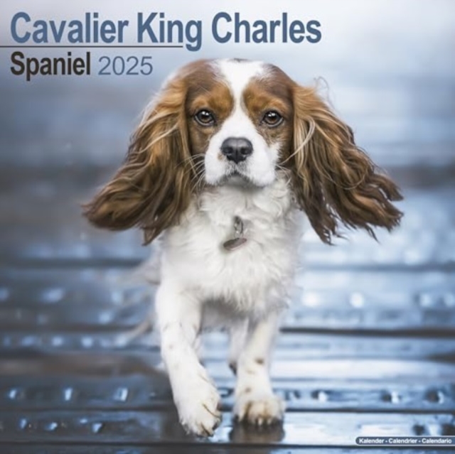 Cavalier King Charles Calendar 2025 Square Dog Breed Wall Calendar - 16 Month, Calendar Book