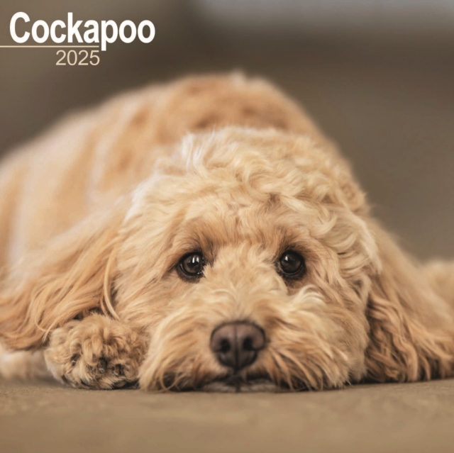 Cockapoo Calendar 2025 Square Dog Breed Wall Calendar - 16 Month, Calendar Book