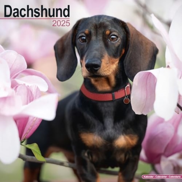 Dachshund Calendar 2025 Square Dog Breed Wall Calendar - 16 Month, Calendar Book