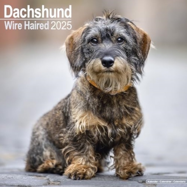 Wirehaired Dachshund Calendar 2025 Square Dog Breed Wall Calendar - 16 Month, Calendar Book