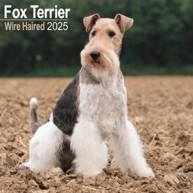 Fox Terrier Wirehaired Calendar 2025 Square Dog Breed Wall Calendar - 16 Month, Calendar Book