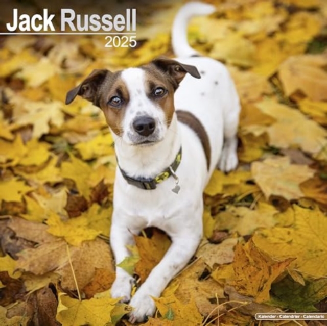 Jack Russell Calendar 2025 Square Dog Breed Wall Calendar - 16 Month, Calendar Book