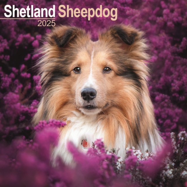 Shetland Sheepdog Calendar 2025 Square Dog Breed Wall Calendar - 16 Month, Calendar Book