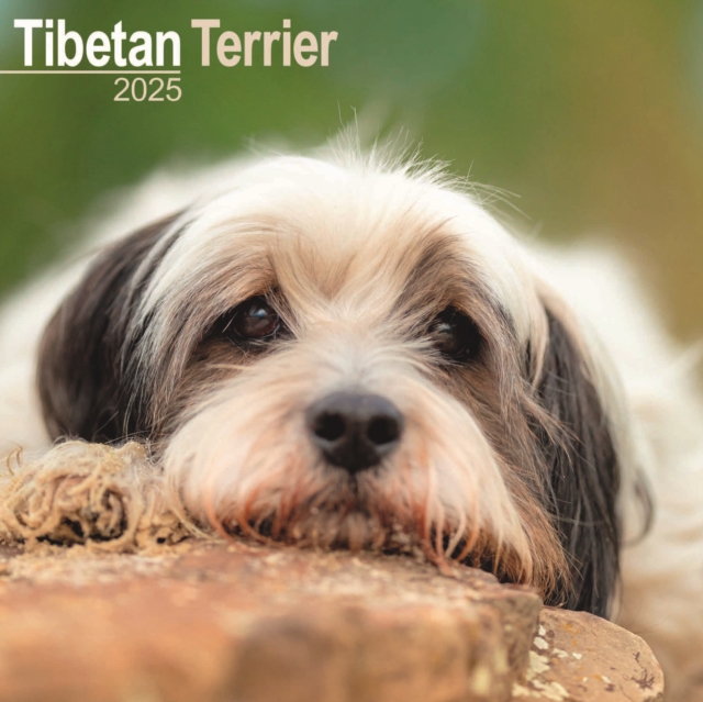 Tibetan Terrier Calendar 2025 Square Dog Breed Wall Calendar - 16 Month, Calendar Book