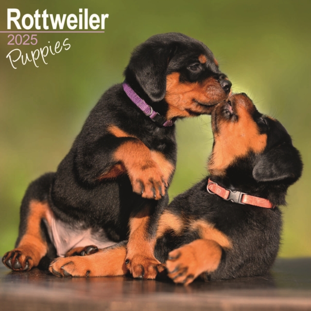 Rottweiler Puppies Calendar 2025 Square Dog Puppy Breed Wall Calendar - 16 Month, Calendar Book