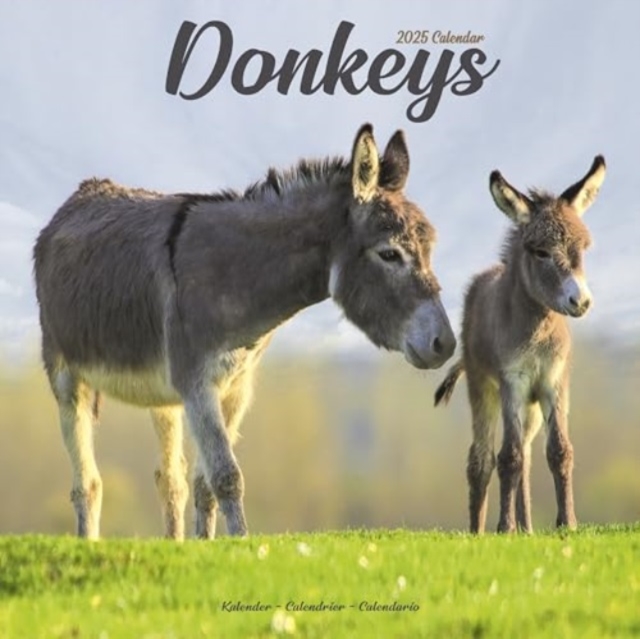 Donkeys Calendar 2025 Square Animal Wall Calendar - 16 Month, Calendar Book
