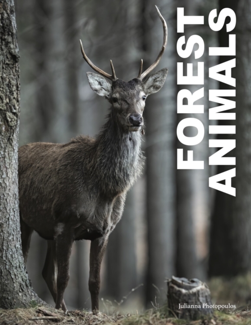 Forest Animals, Hardback Book
