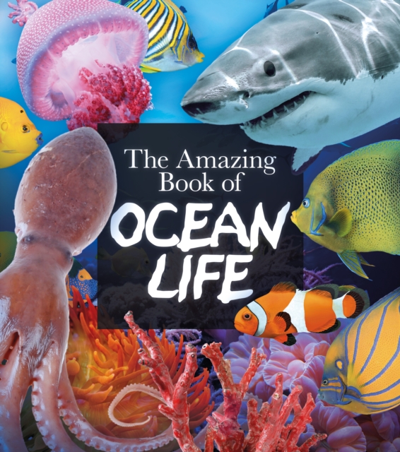 The Amazing Book of Ocean Life, Paperback / softback Book