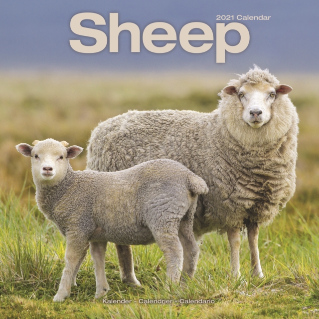 Sheep 2021 Wall Calendar, Calendar Book