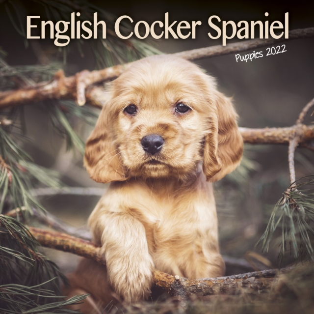 Mini cocker spaniel puppies cheap