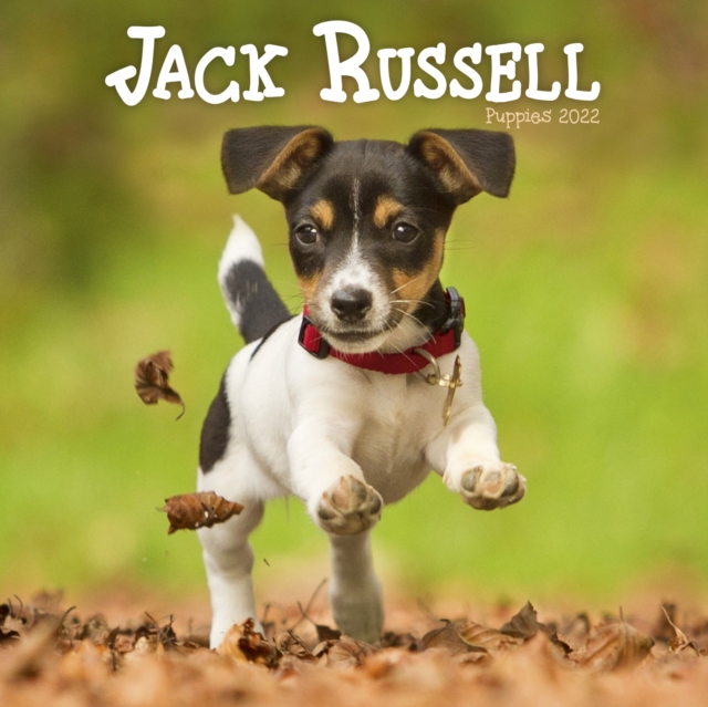 Jack Russell Puppies Mini Square Wall Calendar 2022, Calendar Book