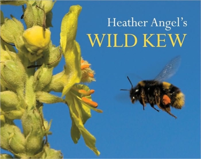 Heather Angel's Wild Kew, Paperback / softback Book